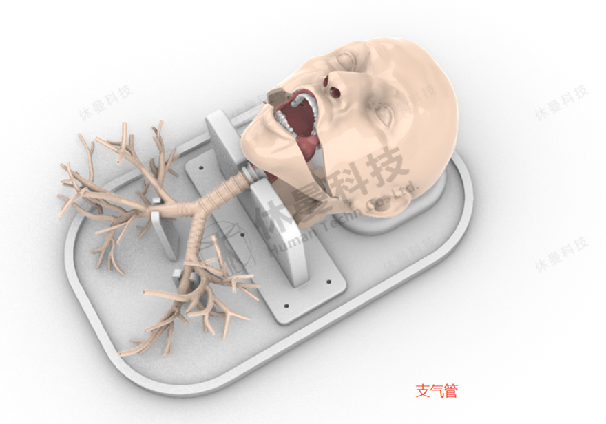 呼吸内镜手术培训模型 结构图