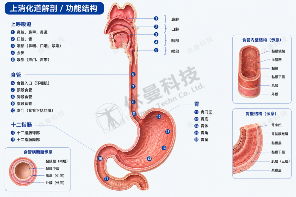 胃镜ESD手术训练模型 结构图