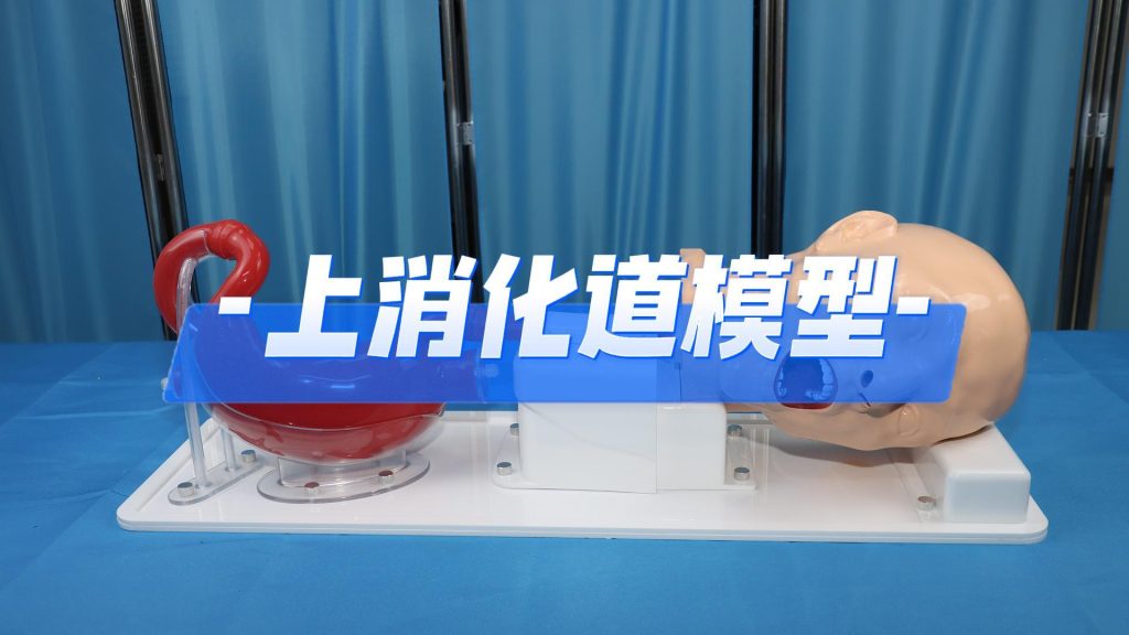 上消化道模型