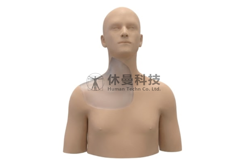 超声引导下颈丛神经阻滞术及中心静脉穿刺术模型