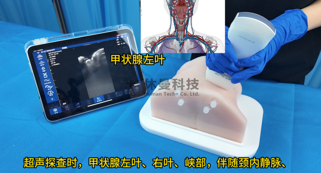 直面集采压力：休曼科技用高仿真医学训练模型打开差异化竞争空间