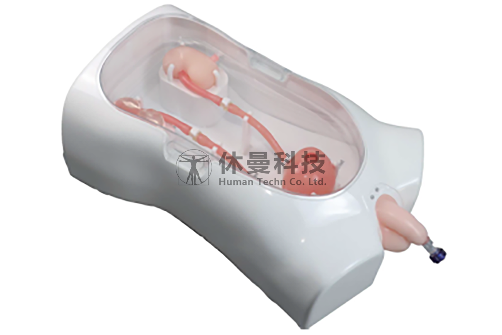 泌尿镜模型