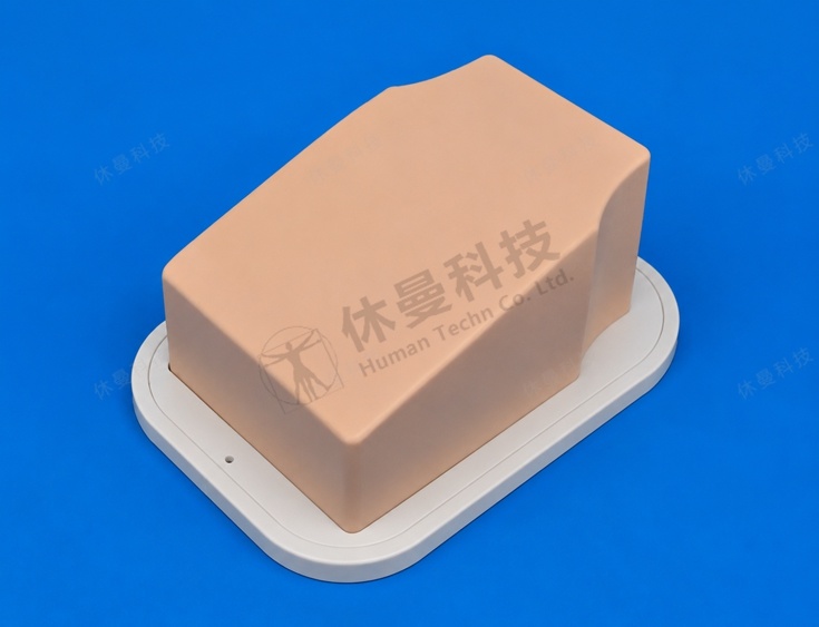 超声支气管模型