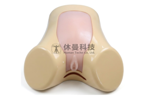 超声引导下羊膜穿刺术模型