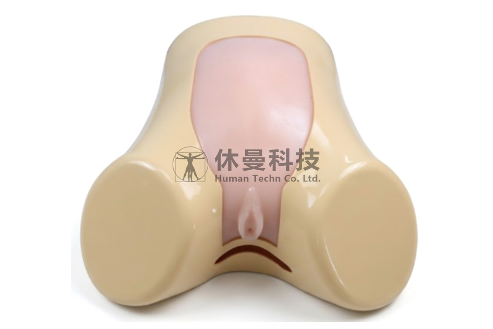 超声引导下羊膜穿刺术模型
