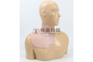超声引导下臂丛神经阻滞术及中心静脉穿刺术模型