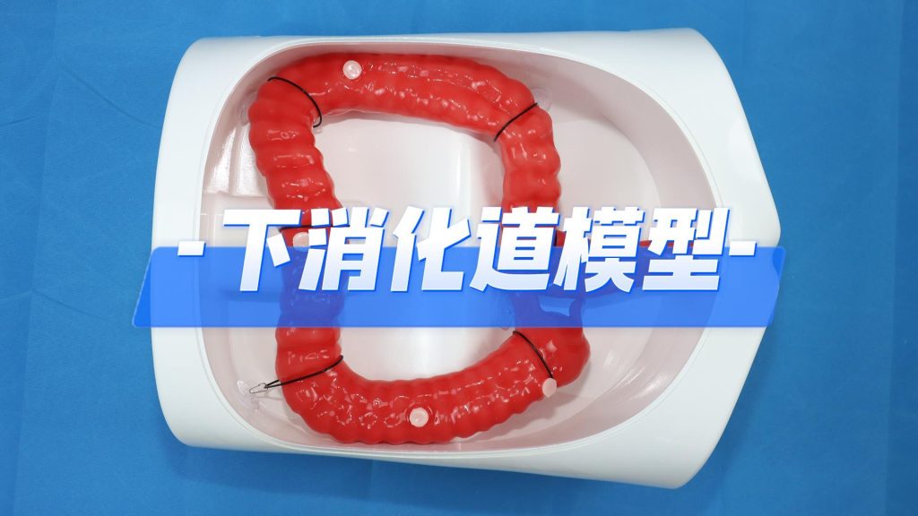 下消化道模型