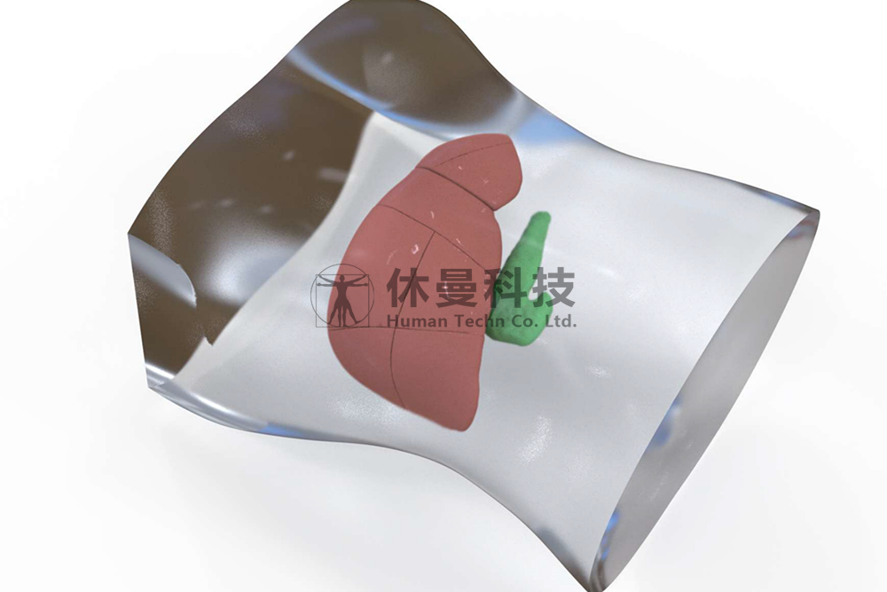 可视化经皮经肝胆管穿刺置管术模型
