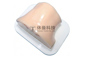 超声引导下甲状腺肿物穿刺及消融术模型
