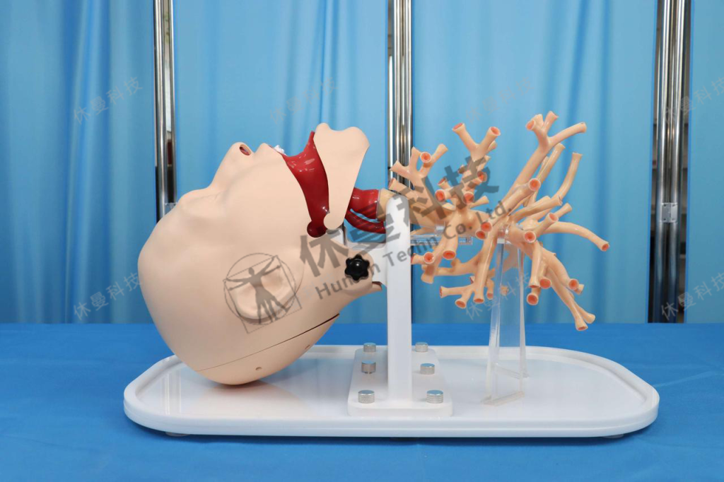 3D打印呼吸内镜手术培训模型：医院技能中心模拟训练新选择