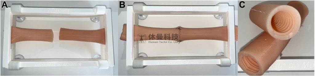 基于3D打印小肠仿真模型的手工吻合术技能习得及活体实操转化研究