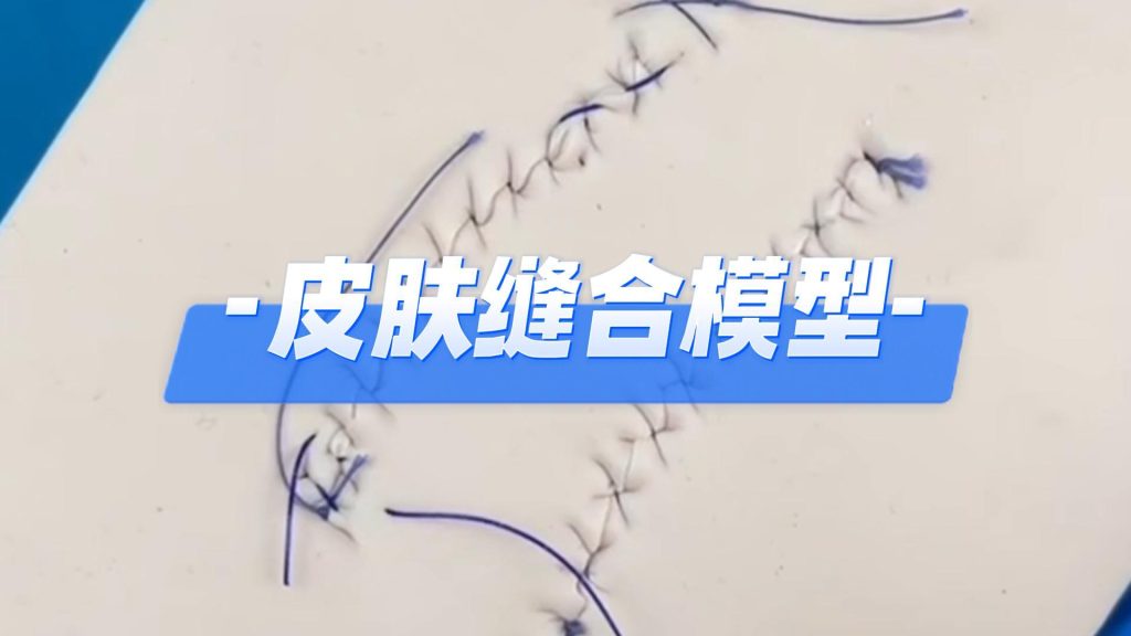 皮肤缝合模型