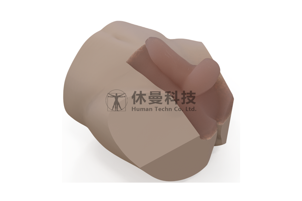 超声引导下阴囊和前列腺穿刺模型