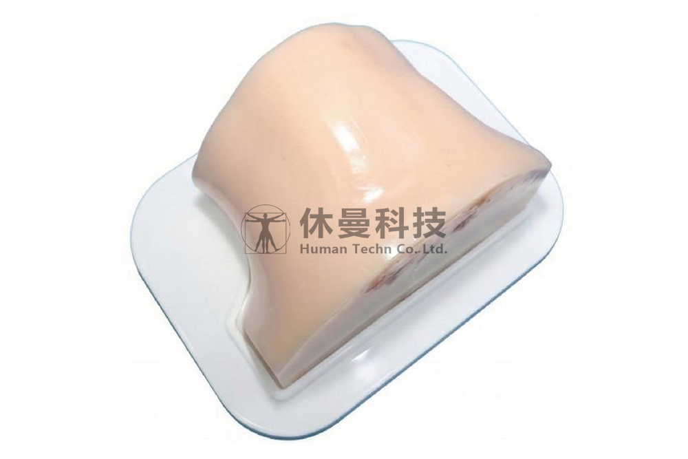 超声引导下甲状腺肿物穿刺术模型
