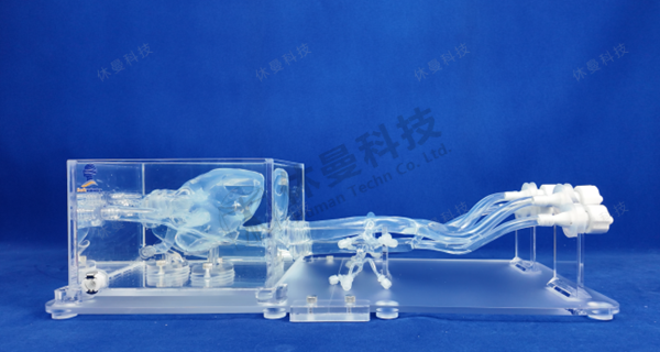 先心病介入手术模型