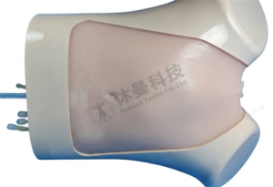 女性盆腔与阴道超声检查训练模型