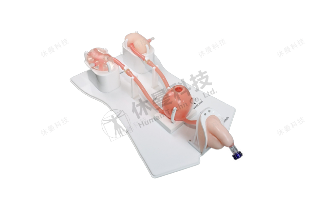 泌尿镜手术训练模型