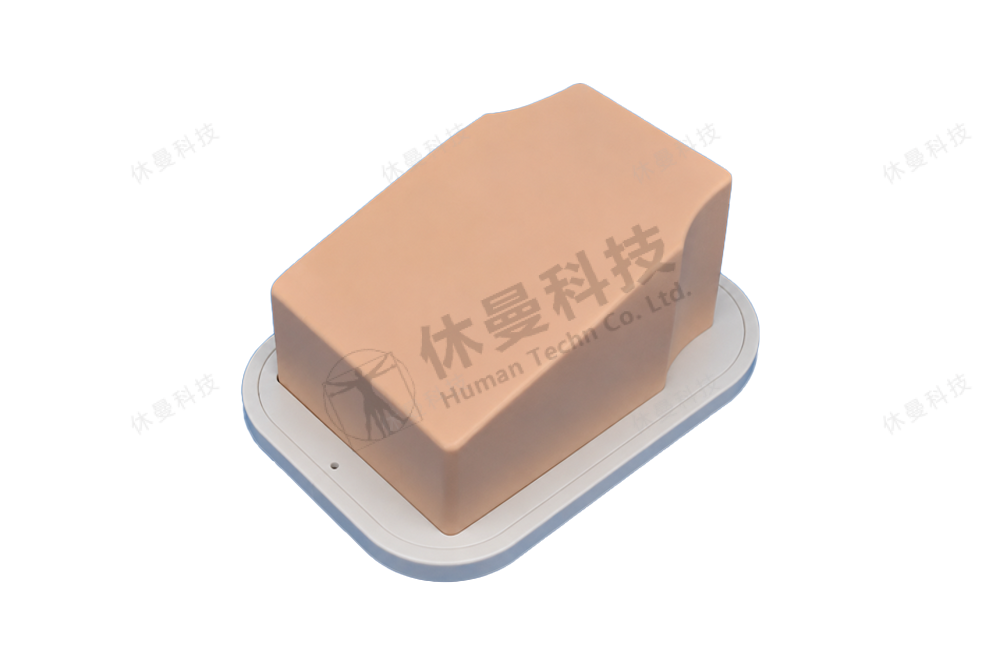 超声支气管手术训练模型