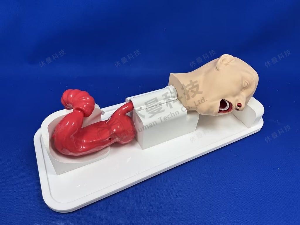 上消化道模型