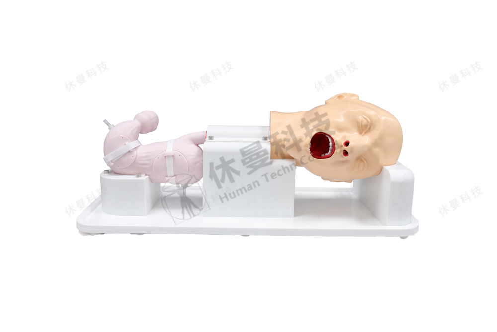 ESD手术训练模型
